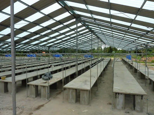 Wakuba Nursery Plant In Tawau, Sabah [ 2010 ] 